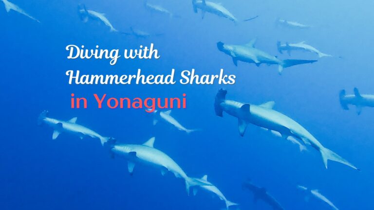 Yonaguni Hammerhead Sharks Blog