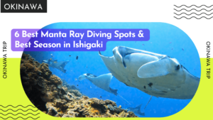 top manta ray diving spots in Ishigaki