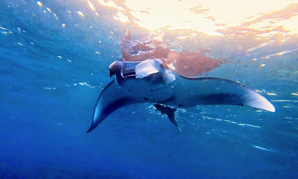 Manta ray at Kuroshima near Ishigaki