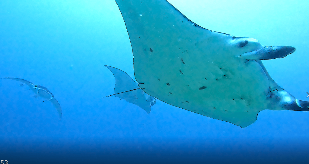 manta rays lined up