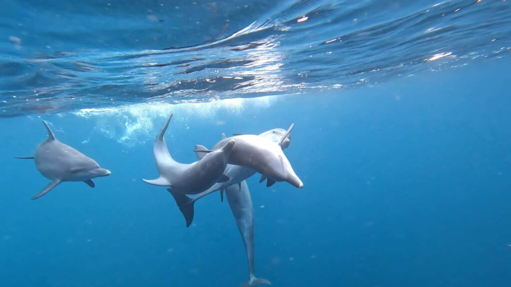 Kuroshio Current and Dolphines in Mikura