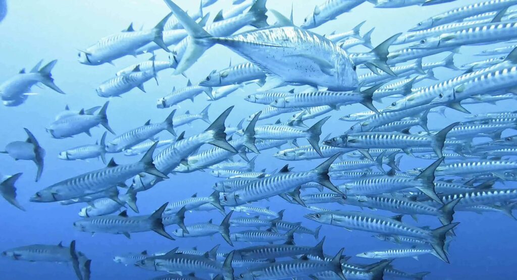 Barracudas in Black Current water