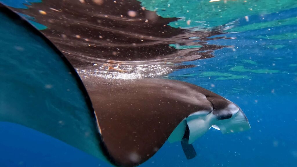 Manta alla spiaggia di Ishigaki