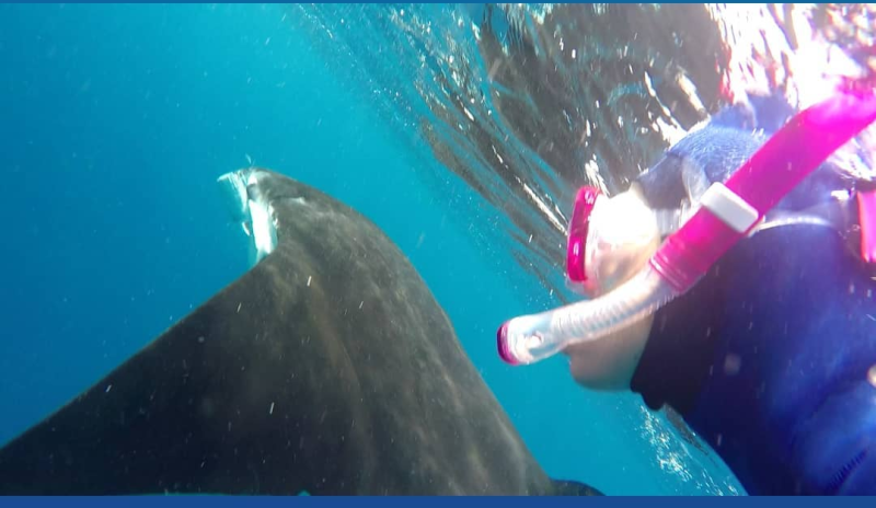 swiming with Manta ray at Osaki beach, Ishigaki island