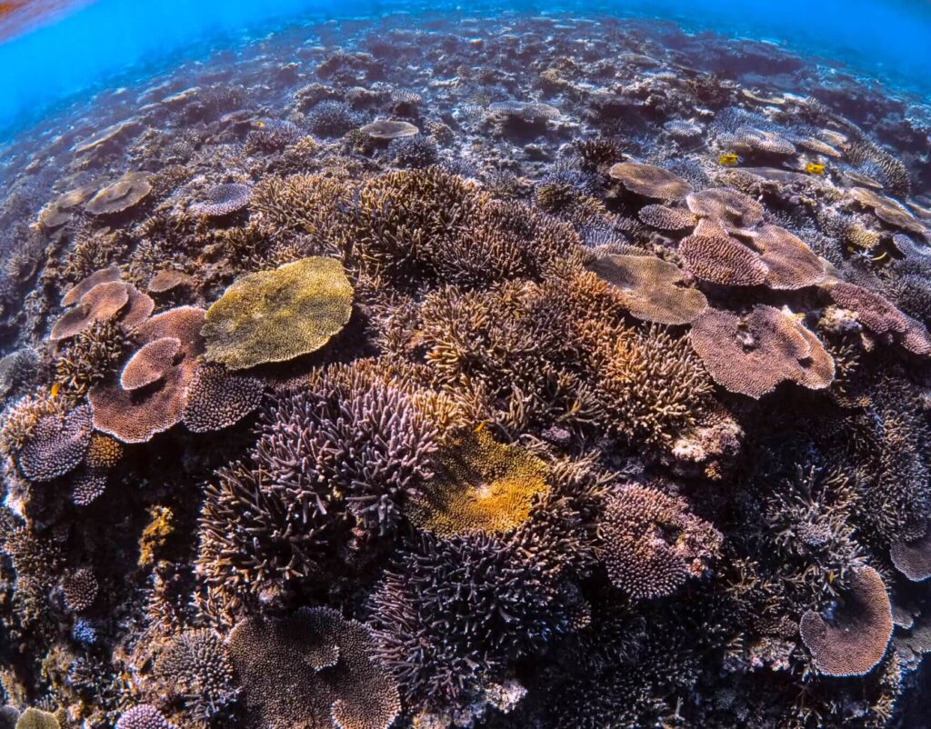 Barriera corallina alla spiaggia di Ishigaki